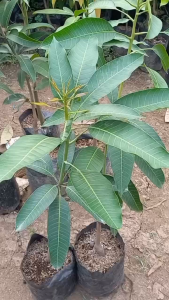 Bibit Mangga Kelapa Super Unggul