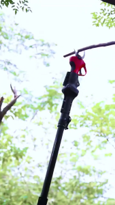 กรรไกรตัดกิ่งไร้สาย มอเตอร์ไร้แปรงถ่าน 15000mAh แบตเตอรี่ลิเธียม 21V เสาต่อขยาย 2.1 ม