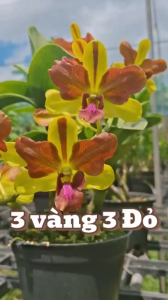 Dendro đột biến 3 vàng 3 đỏ