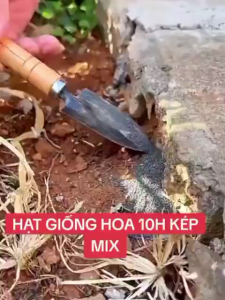Combo 3 gói Hạt giống hoa 10 giờ kép mix màu-gói 250 hạt-gieo trồng quanh