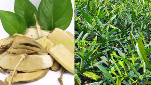 RỄ CÂY XÁO TAM PHÂN khô sạch đóng gói 1kg