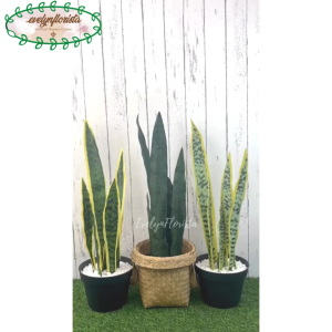 Tanaman Hias Daun Lidah Mertua & Variasi Warna Pot Dasar Hitam