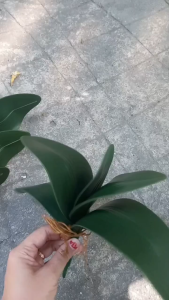 1 Bụi lá lan giả - Hoa giả - TUYET XUAN SHOP