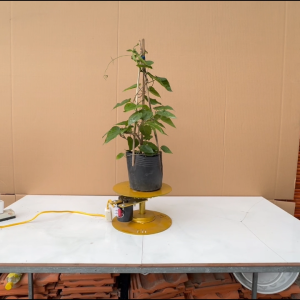 Cây Thiên Lý Dây Hoa Thiên Lý - Cây Cảnh Sân Vườn Cây Bán Nông Nghiệp