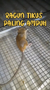 Pembasmi Tikus Paling Ampuh di Rumah & Sawah