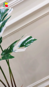 1PAKET RANGKAIAN TANAMAN MONSTERA VARIEGATA AKAR RB6014 BELANG POT PIRUS DEKORASI RUMAH ARTIFICIAL