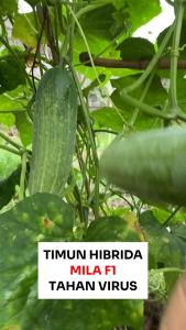 Benih Unggul Timun Hibrida MILA F1 80 Biji Cap Bunga Matahari Tahan Virus