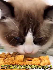 WaggyWaggy Salmon Cube Freeze Dried Treats Booster Gemok Repacked Pet Snacks Cat Dog Gemuk SNA0005