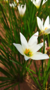 Twinsdaily. Umbi Bunga Lili Hujan Rain Lilly  Zephyranthes Hujan Putih