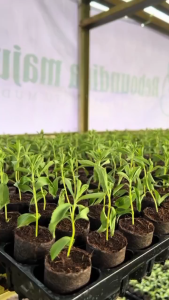 Bibit Daun Stevia Berkualitas Banyak Manfaat