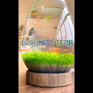 เมล็ดพันธ์ุไม้น้ำ เมล็ดหญ้าน้ำ เมล็ดปลูกต้นไม้น้ำ ต้นไม้ปลูกในน้ำ มี 8 ชนิด 5กรัม/ซอง