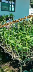 Combo 4 cây Denro nắng thơm