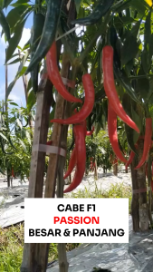 Benih Cabe Besar F1 PASSION 25 BIJI Known You Seed