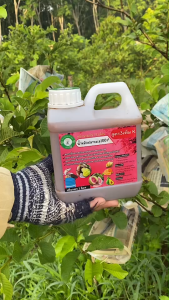 น้ำหมักปลาทะเล100% เข้มข้นสูตร 3 เร่งผล เร่งความหวานกรอบ