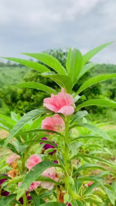 Hạt Giống Hoa Móng Tay Kép mix Màu(hoa nứt nẻ)/Gói 50 hạt