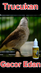 Vitamin Booster Burung TrucukanDoping kicau Trucukan super gacor lombaStamina Nafas panjang