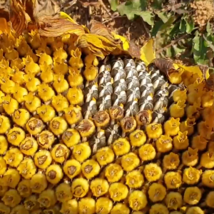 Mini Sunflower seeds (Premium) | Bird Feeds | Golden Cup