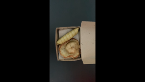 [PER 10 Lembar] Dus Kue 12.5cmx9.5cm 250gr Apa Kabar