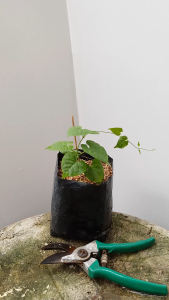 ต้นดอกขจร ต้นดอกสลิด ส่งพร้อมถุงเพาะ 5.5นิ้ว ดอกขจร ดอกสลิด ต้นขจร ต้นสลิด