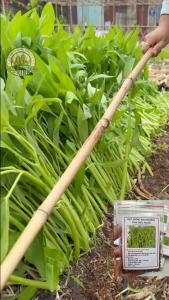 Hạt giống rau muống cao sản (dạng lá tre) - gói 50gram