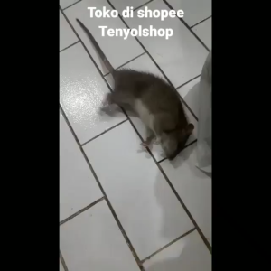 Racun Tikus Mao Wang Paling Ampuh Mati Di Tempat Hologram Dan Barcode