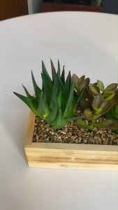 ต้นไม้สวนถาด กระถางต้นไม้มินิมอล สวนแคคตัสปลอมพร้อมกระถาง