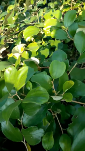 Apel Futsa: Pengenalan & Kelebihan