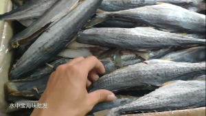 Khô Cá Thu Con To 1KG Thịt Nhiều Vị Mặn Vừa Ăn thịt ăn thơm ngon bổ dưỡng có nhiều chất dinh dưỡng- ĐẶC SẢN MINH TRIẾT