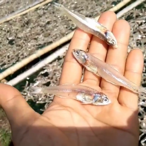 KHÔ CÁ CƠM 500GR KHÔ CÁ CƠM SỌC ĐEN -VỰA KHÔ MINH TRIẾT