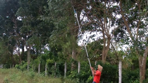 Bộ kéo cắt cành trên cao 5m  lưỡi cắt SK5 công nghệ Nhật Bản