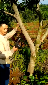 ( Hàng chính hãng hitachi ) Máy cưa xích cầm tay máy cưa gỗ mini dùng pin hitachi 199V pin 45000mAh cell cắt gỗ tỉa cành cực bén