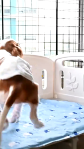 Doogo Dog Cooling Mat: Summer Pet Stroller & Cat Cold Bed Accessories