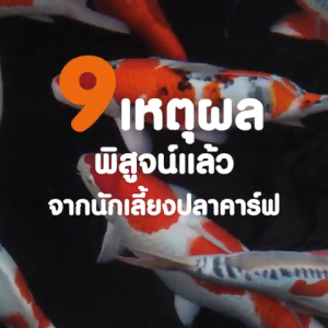4 หมายเหตุ: อาหารปลา คาร์ฟ สูตรเร่ง 3 ประเภท โต/เร่งโต เร่งสี/วีทเจิม 6.5 กก