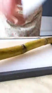 Pisau Daging Koki Jepang Potong ikan Super Tajam Knife Dapur Stainless