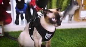 HARNESS ROMPI DADA + TALI TUNTUN Anjing Kucing Bahan Mesh