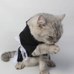 Baju Kucing Anjing Laki-laki Dan Cewek Lucu Murah 5 Ribu Perlengkapan Kucing -  Buki Pet Silat Pangsi