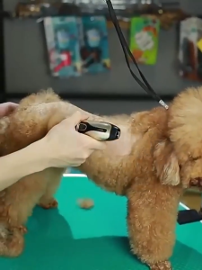 ปัตตาเลี่ยน Usb สำหรับสัตว์เลี้ยงกันน้ำปัตตาเลี่ยนไร้สายชาร์จไฟได้แบบสุญญากาศสำหรับสุนัข