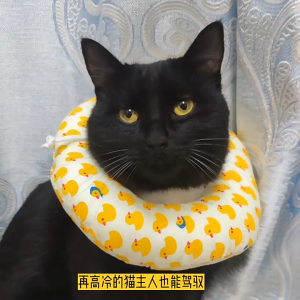 Cute Q elizabeth collar Anti Lick Pet Collar Pet Cotton Ring Cat Ring Pet Wound Cover Cat Recovery Collar 伊丽莎白圈