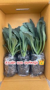 กล่อง เคลไดโนเสาร์ล้วน 6ต้น สูง15-30ซม.