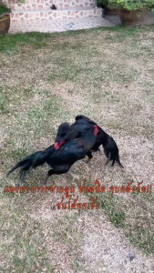 ไข่ไก่ชน ง่อน100 สายเบอร์แข้งทุบหลัง คัดพิเศษ รับประกันเชื้อ ส่งด่วนทั่วประเทศ!