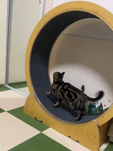 Cat Treadmill Cat Toys Silent Roller Running Wheel Furniture Solid Wood Cat Climbing Frame