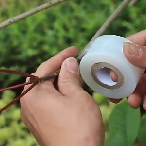 เทปพันตายาง 1 แถว 16 ม้วน ราคาส่ง ตรานางเงือก ขนาด 2 ซม. เทปพันทาบกิ่ง เทปพันกิ่งไม้ พลาสติกใส เหนียว ทนทาน