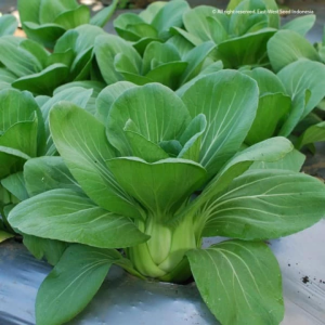 Benih Pakcoy Hijau Nauli F1 Isi 10 Gram Cap Panah Merah