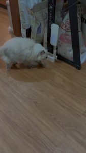 Obat Mual dan Muntah Kucing anti keracunan kucing obat stress kucing kitten 30ml