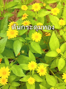 ต้นกระดุมทอง