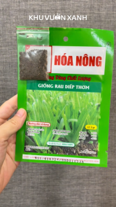 Hạt giống rau Diếp Thơm (Ngó Xuân Diếp ngồng Xà lách thơm) - Gói 5gr - Trồng quanh năm