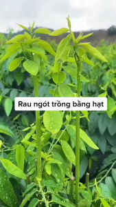 Hạt Giống Rau Ngót Ta Siêu Ngọn - Dễ Trồng - Nảy Mầm Cao - 20 hạt
