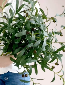 มะกอกโอลีฟ แต่งแจกัน มะกอกโอลีฟมีผล ข่อมะกอกโอลีฟ ( พร้อมส่ง)GL