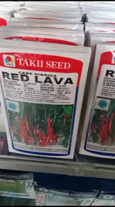 RED LAVA 10gr - Benih Cabe Hibrida - Cabai Keriting Takii Seed