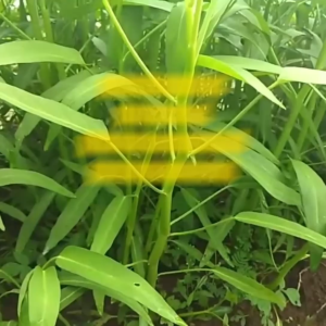 Benih Kangkung BANGKOK LP-1 Isi 1 Kg Cap Panah Merah